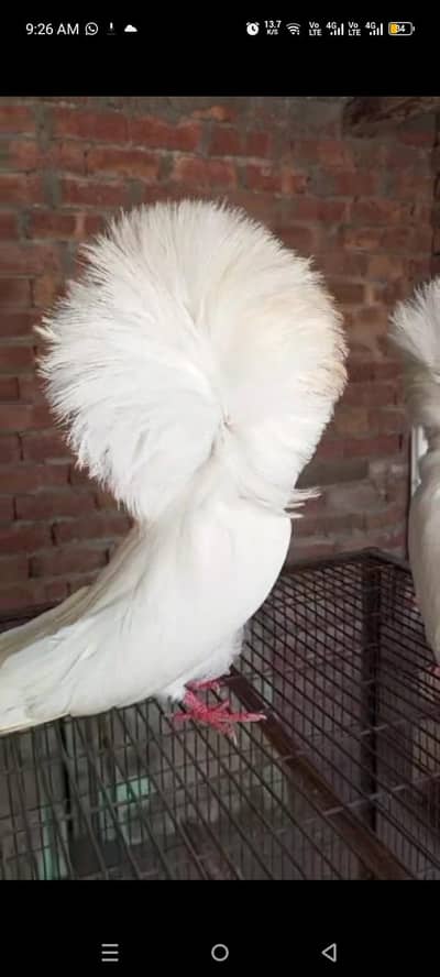 ready to breed pair