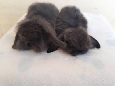 Holland lop