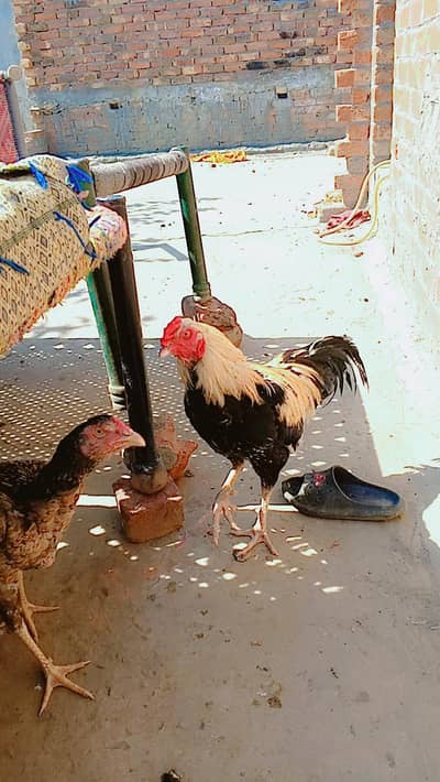 aseel & Desi hens breeder pairs available