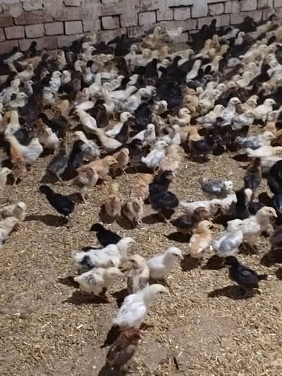 Golden Misri chicks| misri chuza | hens | golden misri chicks for sale