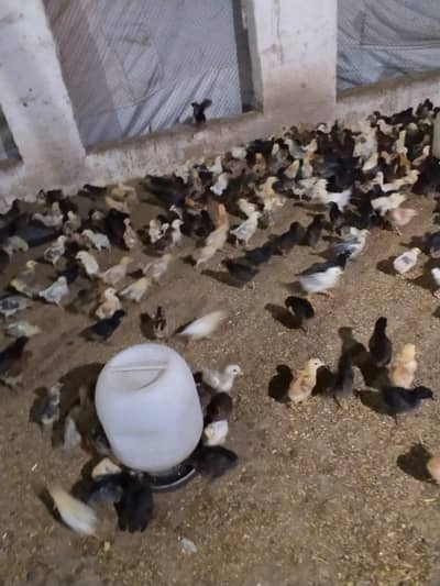 Golden misri chicks | misri hens | golden misri chuza for sale