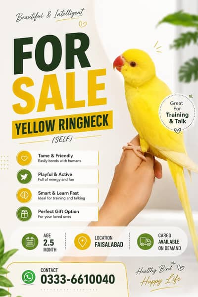 Yellow Tame Parrot Chicks 03336610040