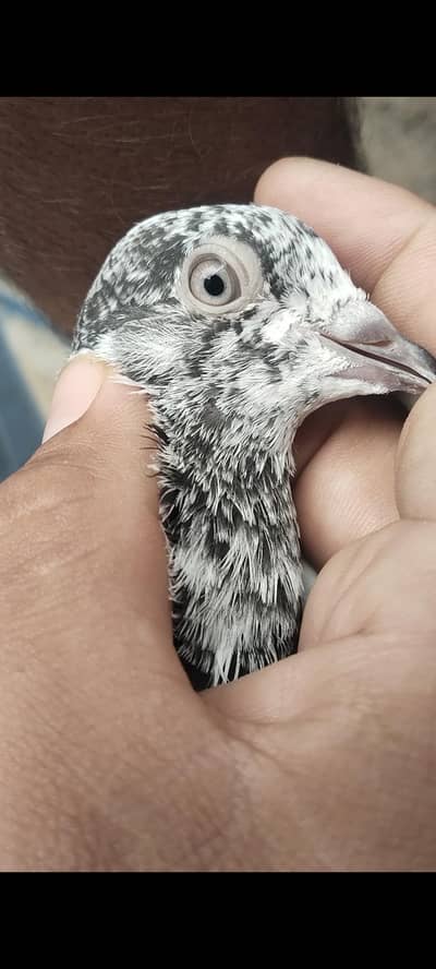 taddy Rampuri kamaghr pigeon