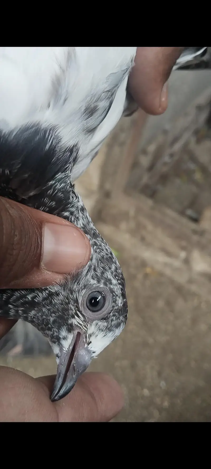 taddy Rampuri kamaghr pigeon — photo 2