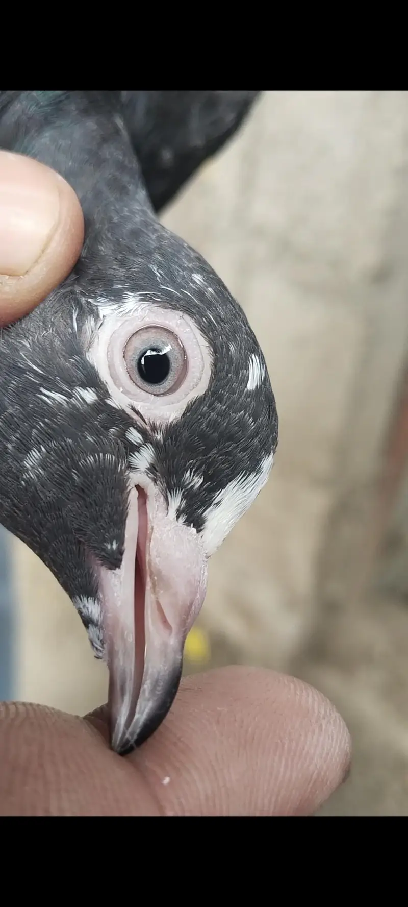 taddy Rampuri kamaghr pigeon — photo 3