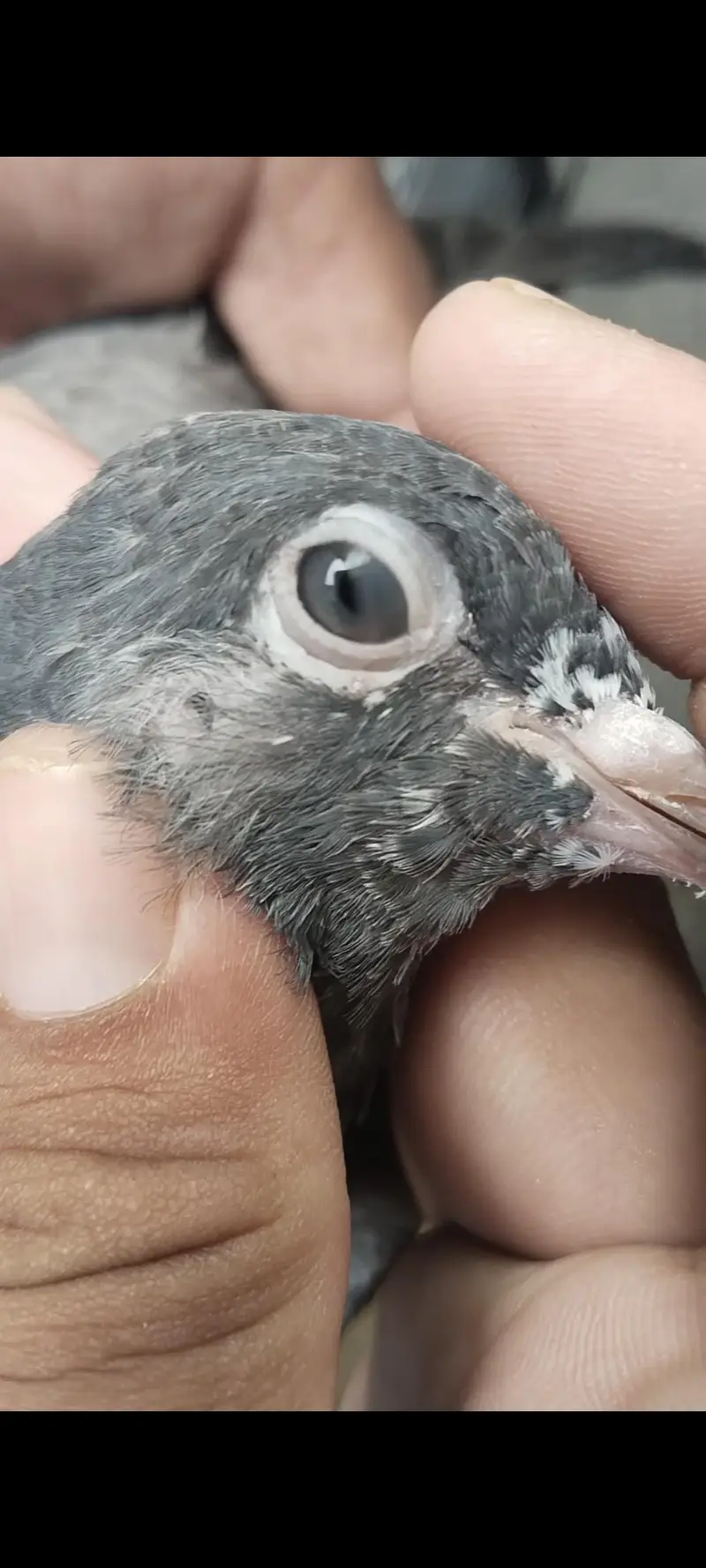taddy Rampuri kamaghr pigeon — photo 4