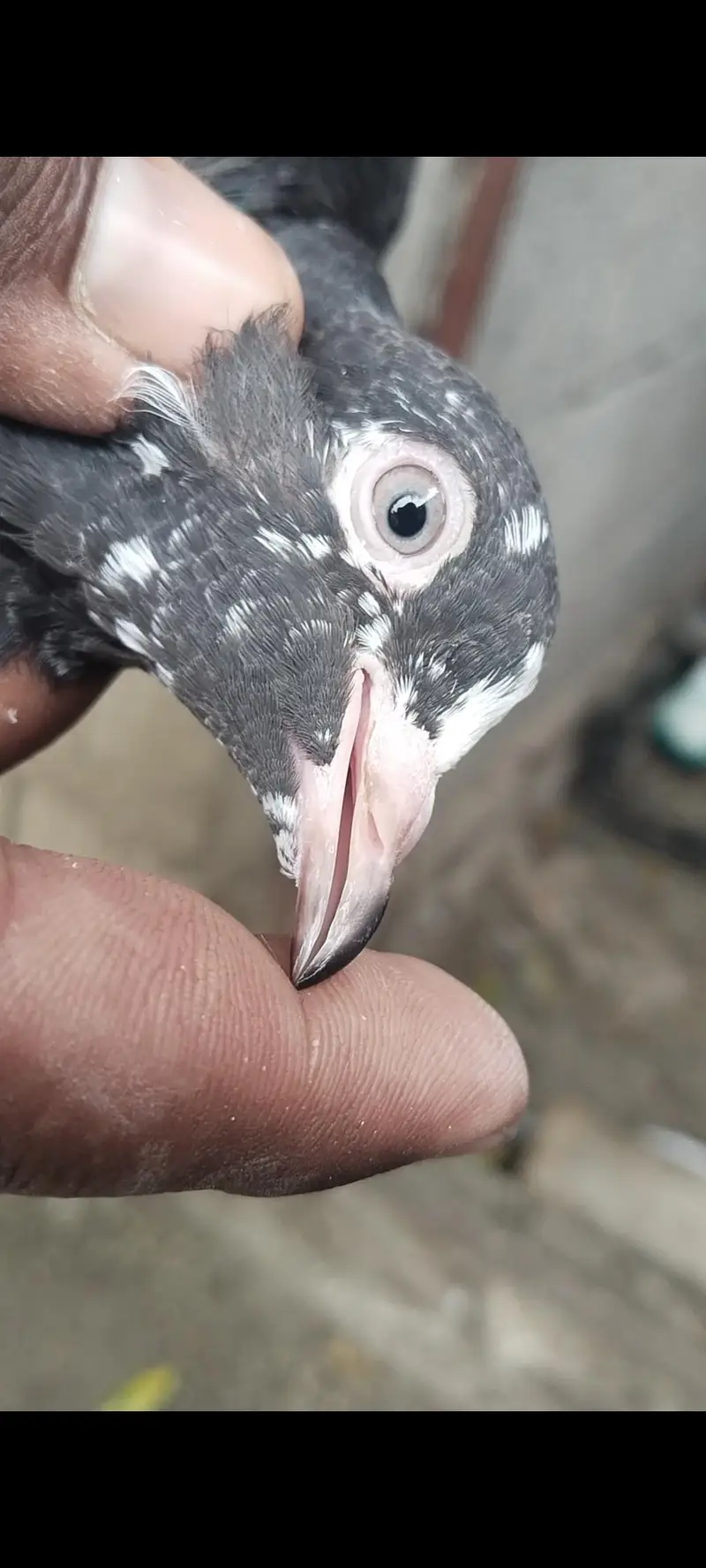 taddy Rampuri kamaghr pigeon — photo 5
