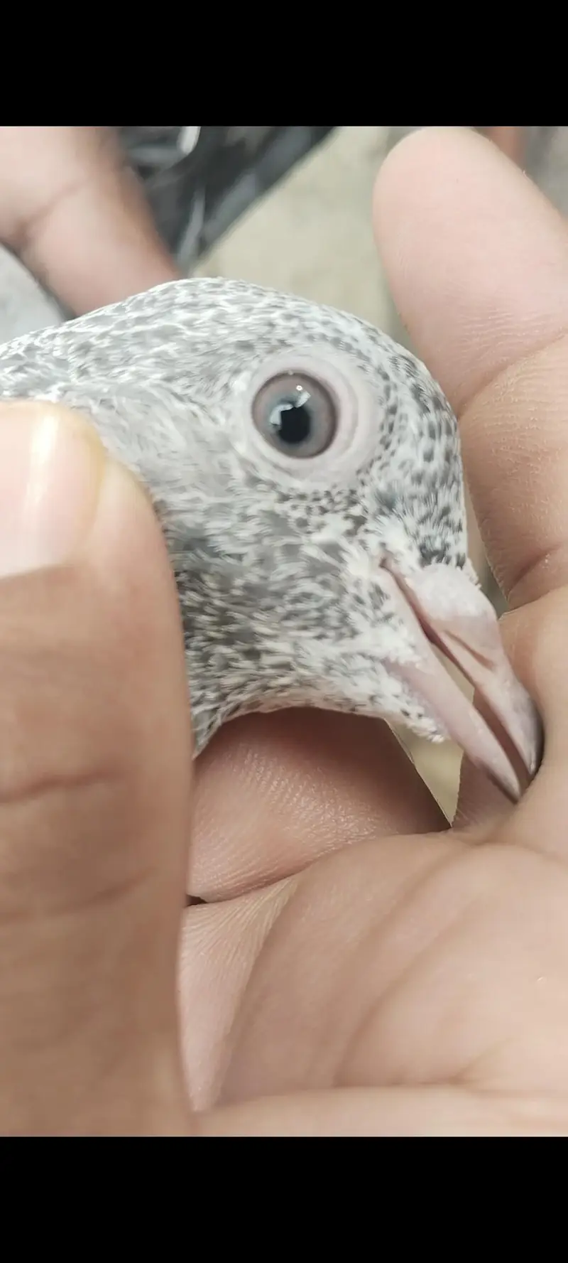 taddy Rampuri kamaghr pigeon — photo 6