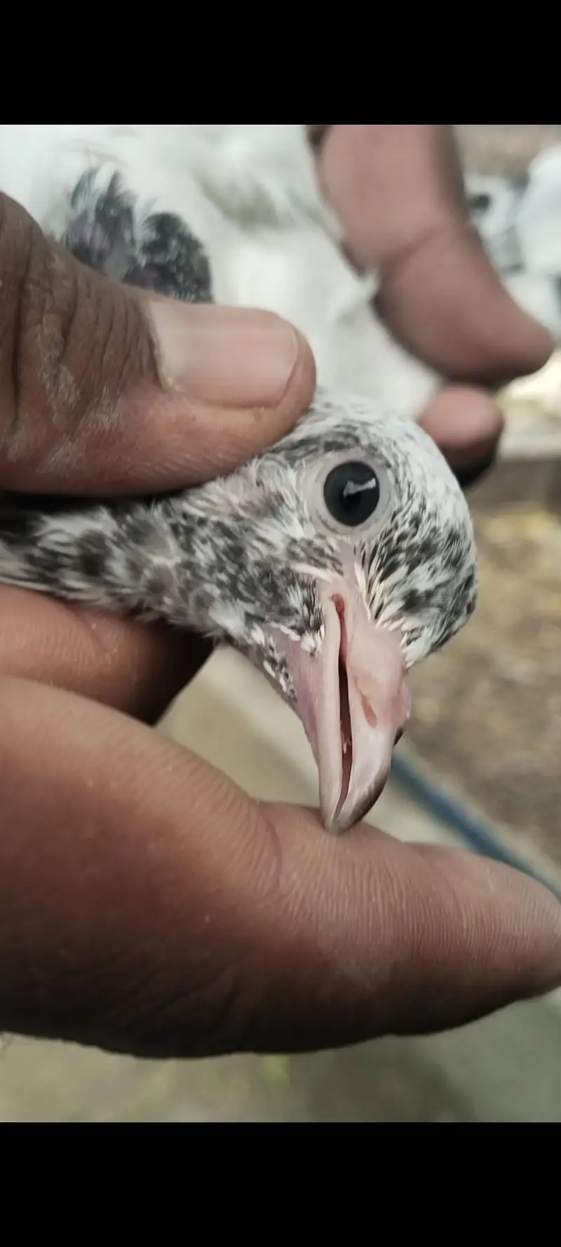 taddy Rampuri kamaghr pigeon — photo 7