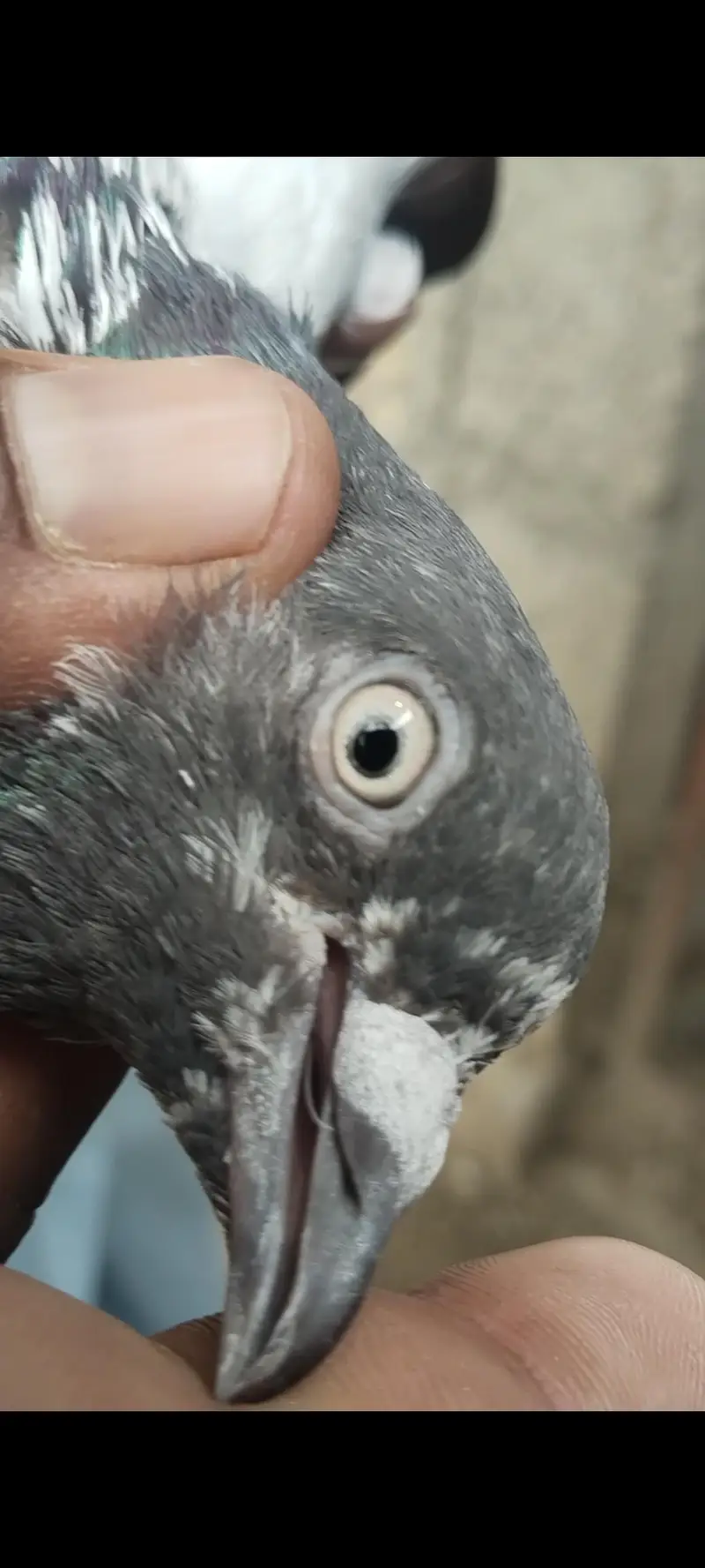 taddy Rampuri kamaghr pigeon — photo 8
