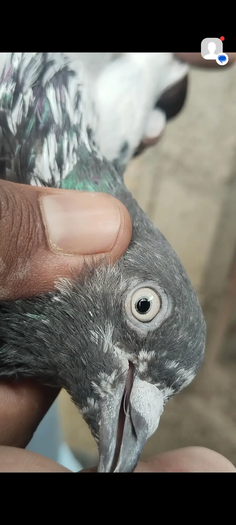 taddy Rampuri kamaghr pigeon — photo 9