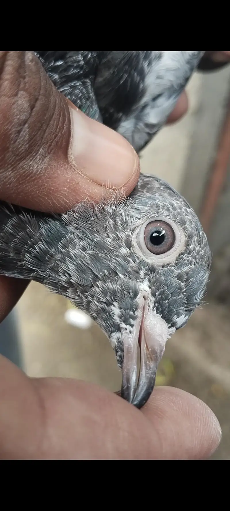 taddy Rampuri kamaghr pigeon — photo 10