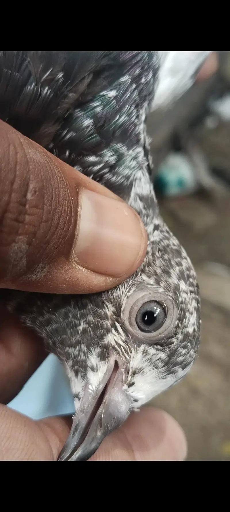 taddy Rampuri kamaghr pigeon — photo 11