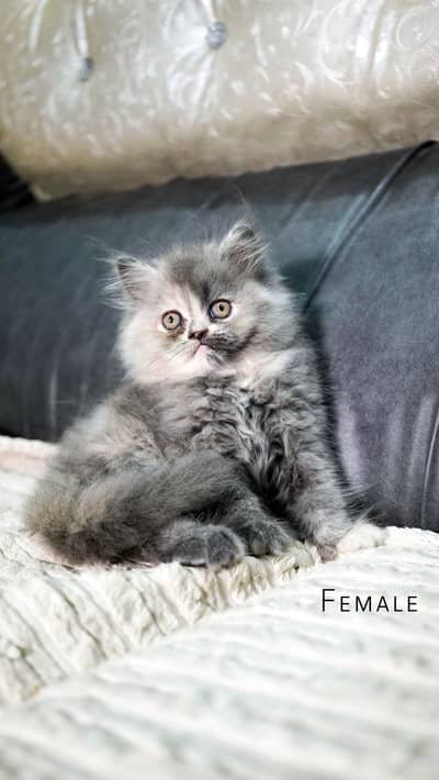 persain extreme punch long coat kitten