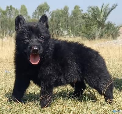 German Shepherd puppies for sale