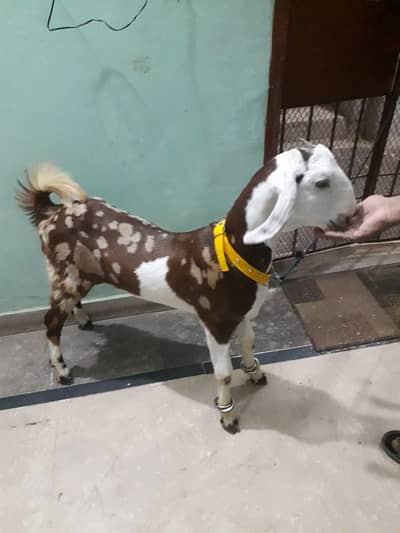 tota pori breed 4month age