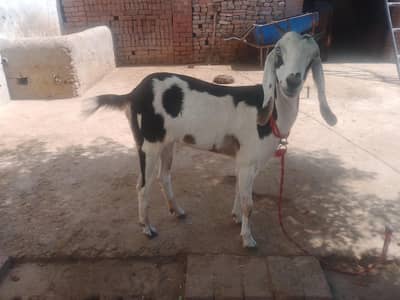Goat For Sale