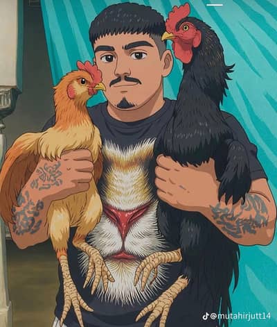 Aseel hens