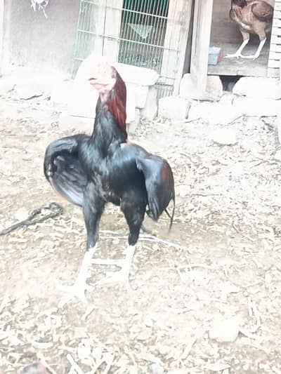 Aseel Murgha For Sale