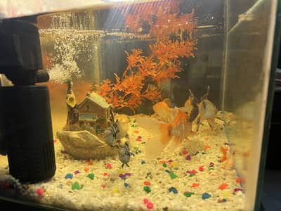 Complete setup aquarium 21/14  8 fishes