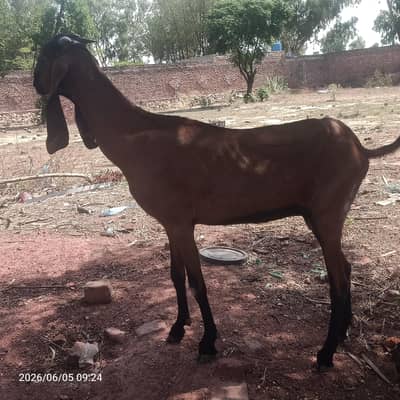 Dsi Bakri Available