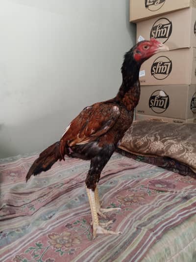 Aseel Peela Mainwali Breed