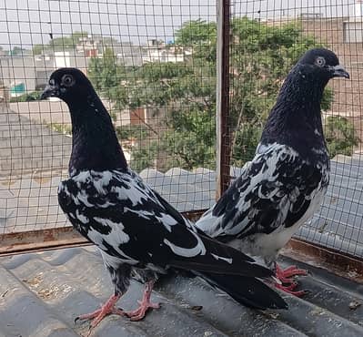 pigeon  2 pair  teedy  ferozpuri  rampori cross