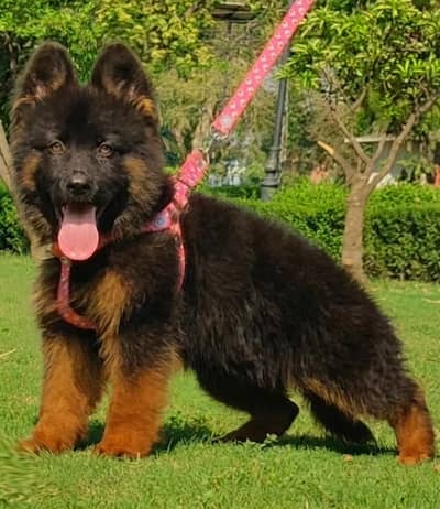 High Quality German Shepherd Male Puppy Available