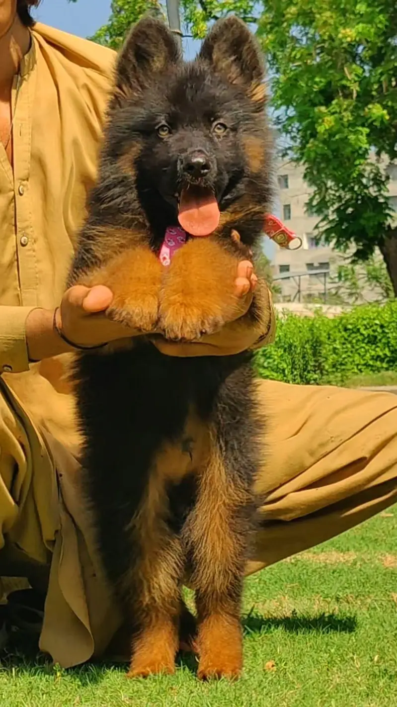 High Quality German Shepherd female Puppy Available — photo 2