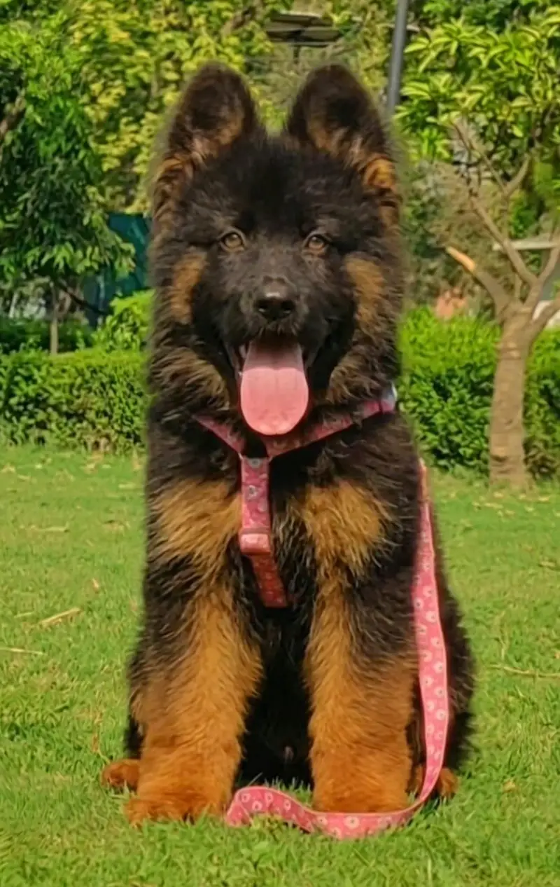 High Quality German Shepherd female Puppy Available — photo 3