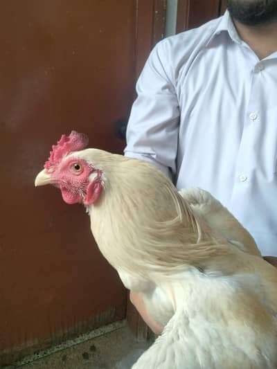 heera aseel murga