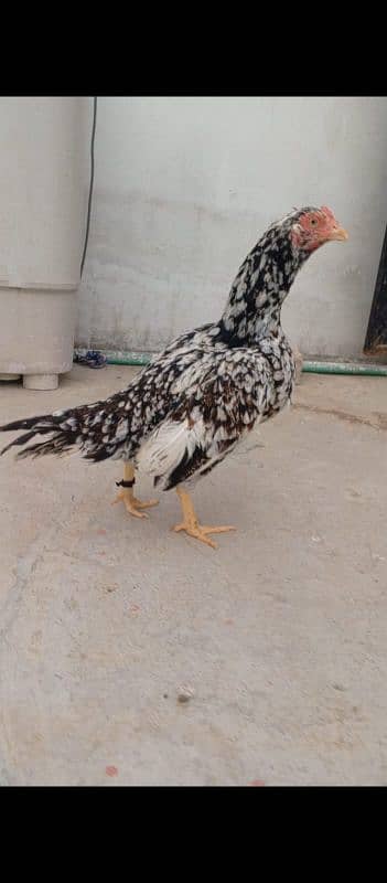 aseel kuruk hen Chani madi for sale