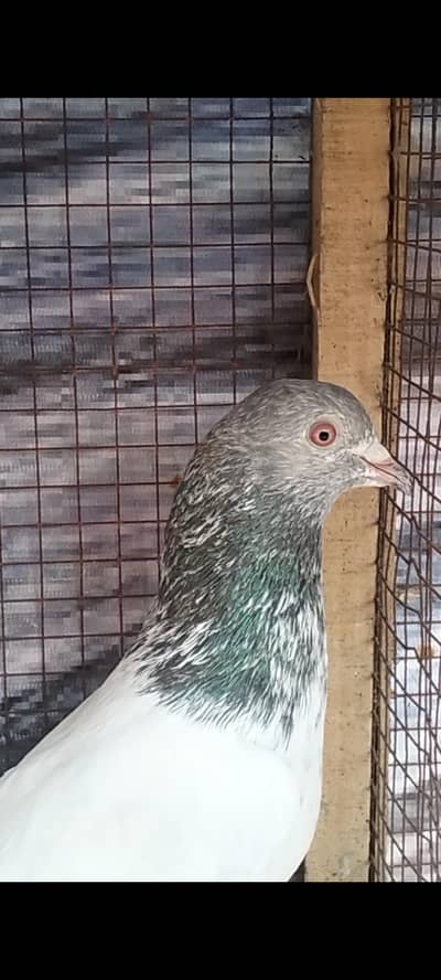 Golden breeder male
