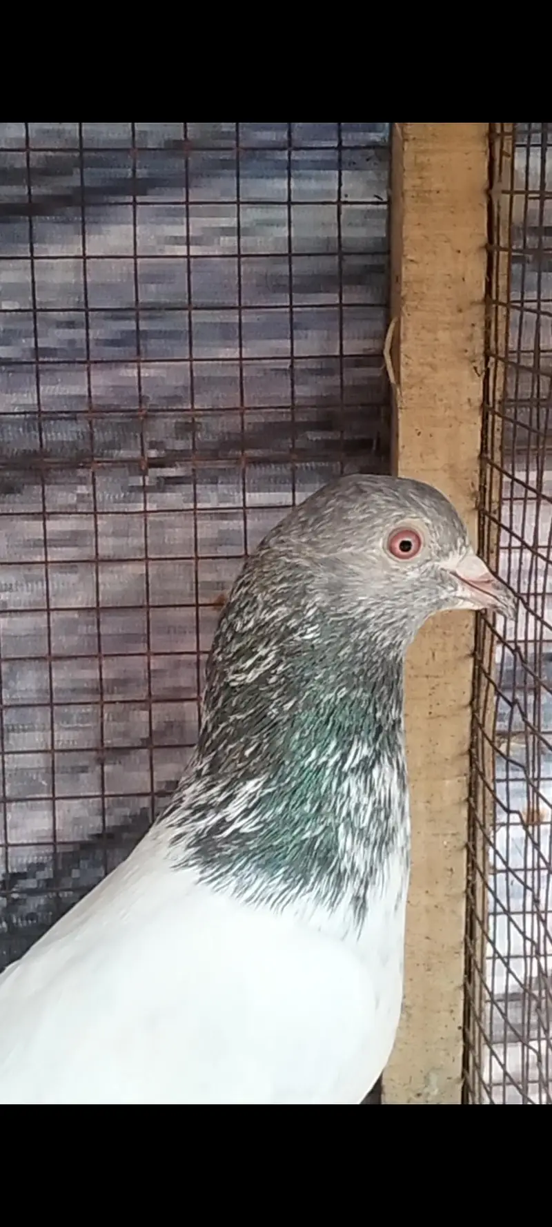 Golden breeder male — photo 2