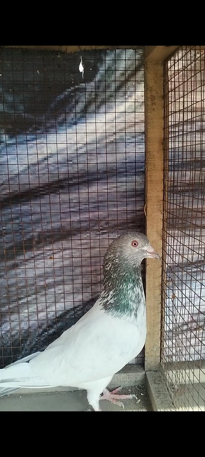Golden breeder male — photo 3