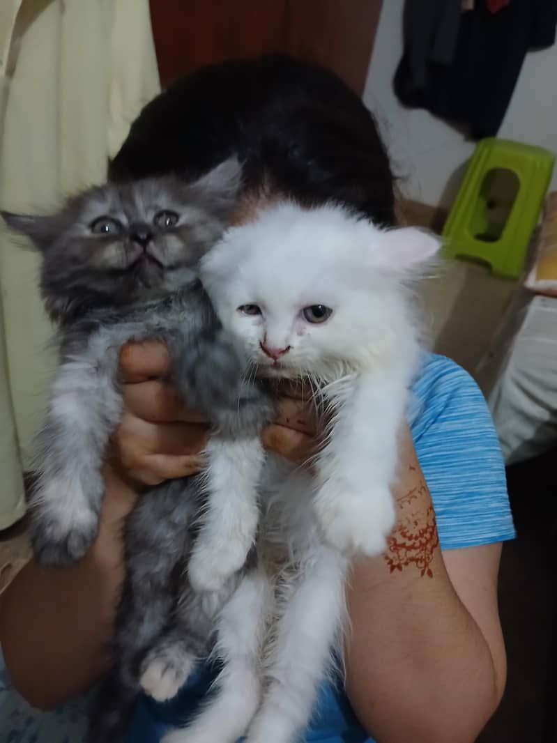 Persian kitten/Doll Face/Blue eye/Tripped Coat/Multi Colors 0