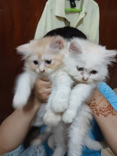 Persian kitten/Doll Face/Blue eye/Tripped Coat/Multi Colors