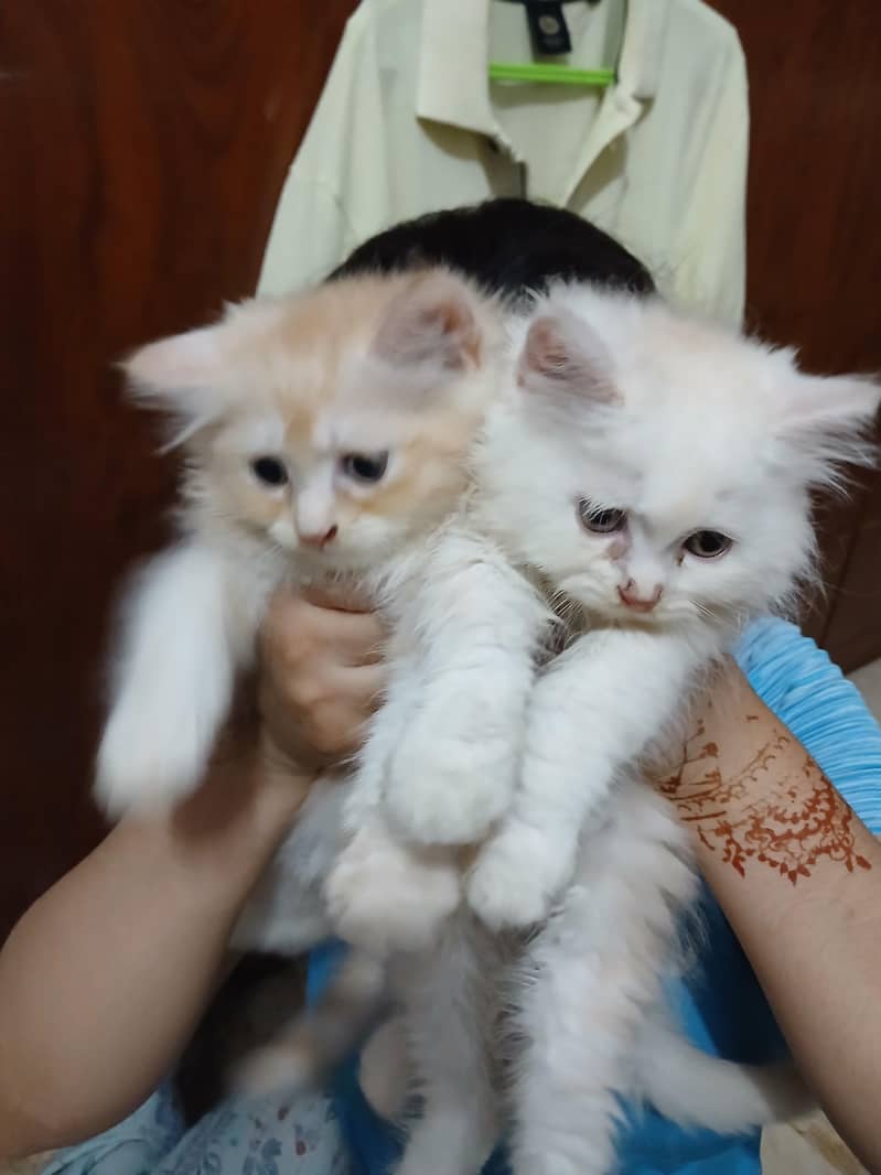 Persian kitten/Doll Face/Blue eye/Tripped Coat/Multi Colors 1