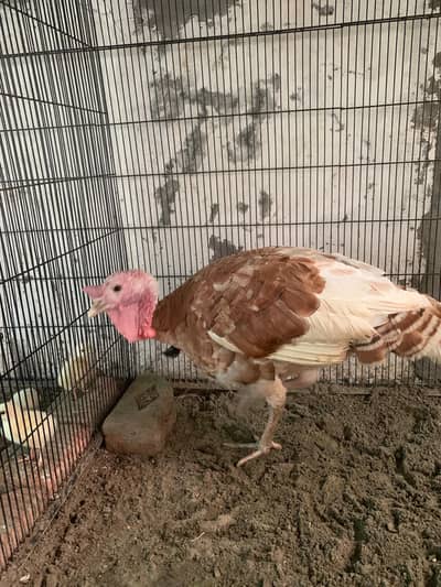 Golden Turkey Male