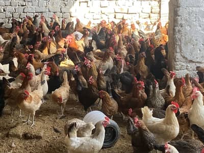 Desi Hen/ Golden Misri/ Lohman Brown/Mix Hens/ Egg Laying Hen