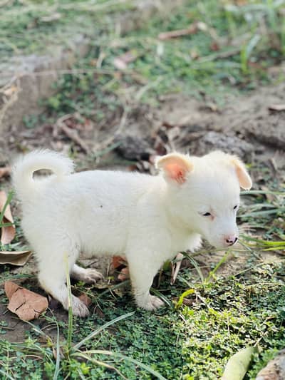 Russian Puppies
