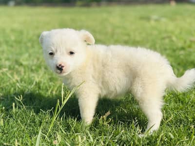 Russian Puppies