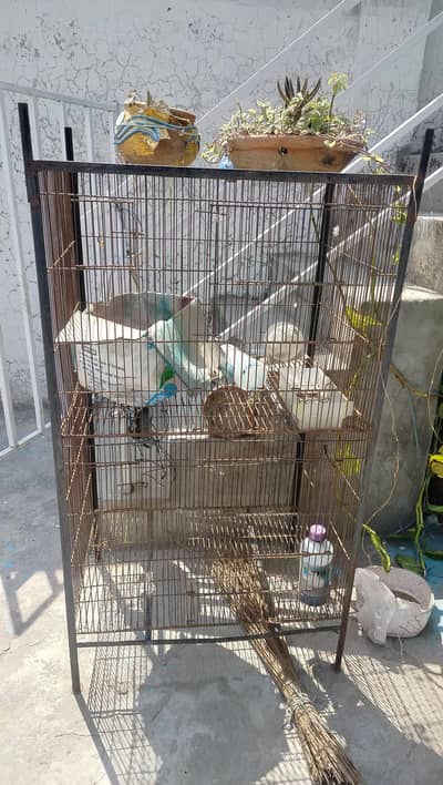 Bird Cage