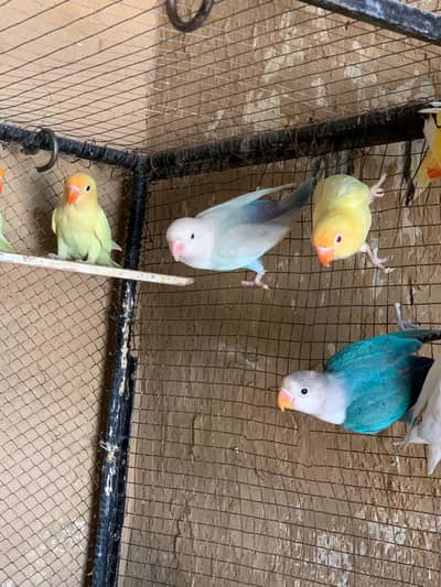 lovebirds for sale
