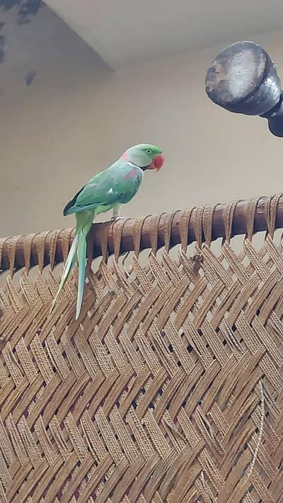 kasmiri big siez Male. 03330727000