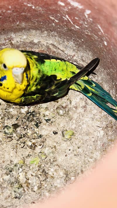 Blackwing hogoromo budgies and Aseel plus silky hens