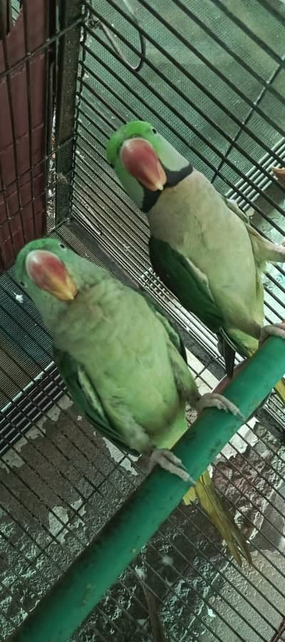 Alexandrine parakeet (Kashmiri Raw) parrots pair hand tame.