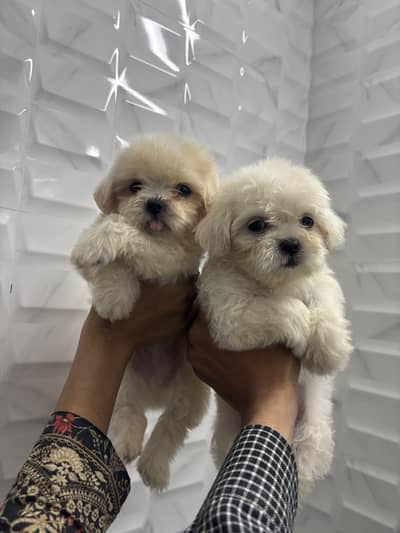 White shitzu puppy
