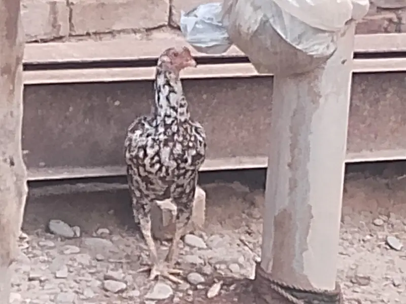 urgent sale Karna ha — photo 2