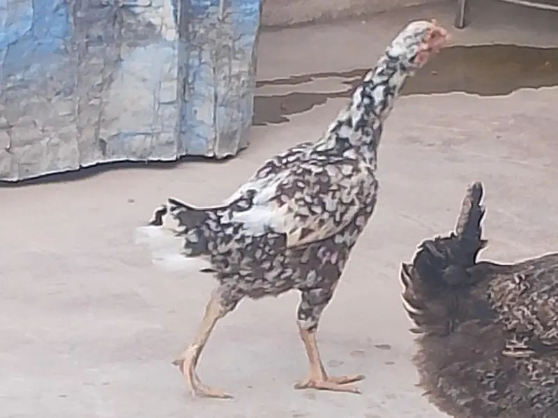 urgent sale Karna ha — photo 3